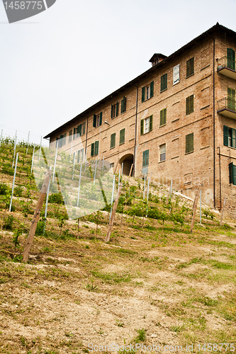 Image of Italian vineyard - Monferrato