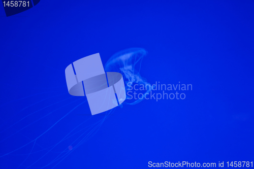 Image of Jellyfish on blue