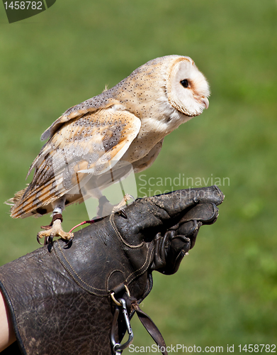 Image of Barn Owl (Tyto Alba)