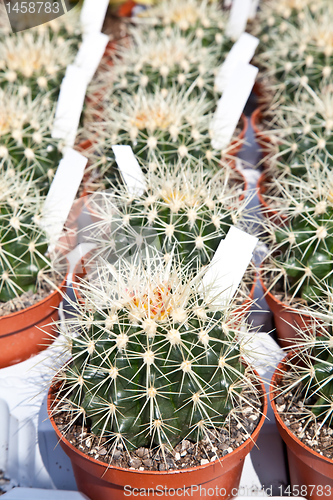 Image of Cactus plant