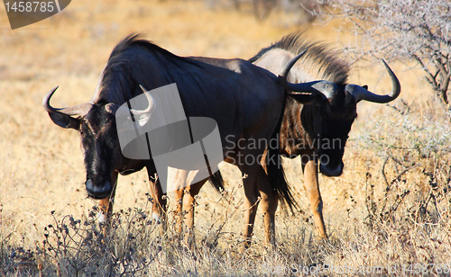 Image of Gnus - ready for the battle