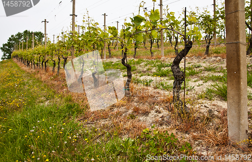 Image of Barbera vineyard - Italy