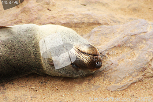 Image of Brown Fur Seal (Arctocephalus pusillus)