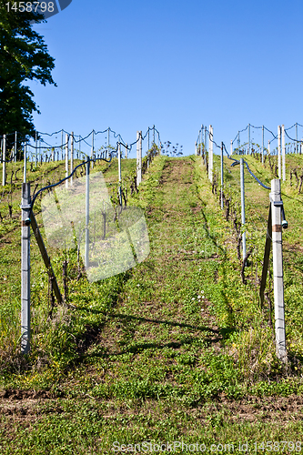Image of Vineyard irrigation system