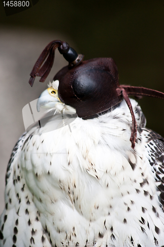 Image of Gyr Falcon