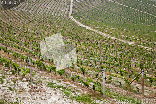 Image of Barbera vineyard - Italy