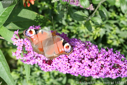 Image of Butterfly sitting on buddleja