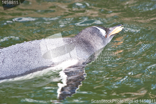 Image of Gentoo Penguin