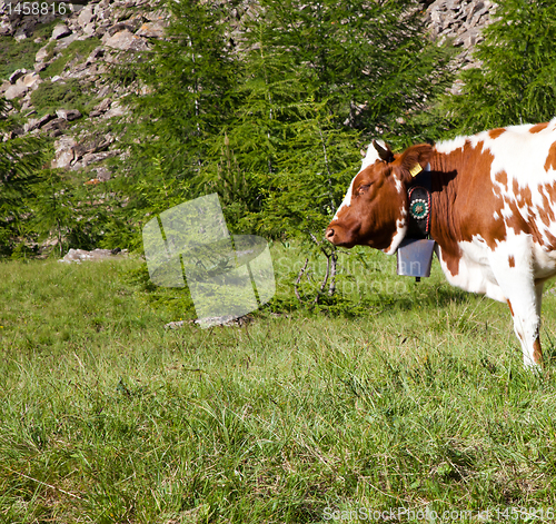 Image of Cows and Italian Alps