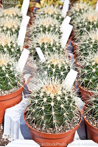 Image of Cactus plant