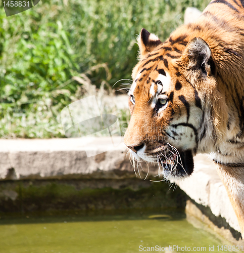 Image of Walking tiger (Panthera Tigris)