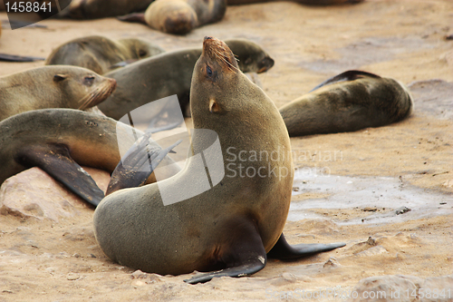 Image of Brown Fur Seal (Arctocephalus pusillus)