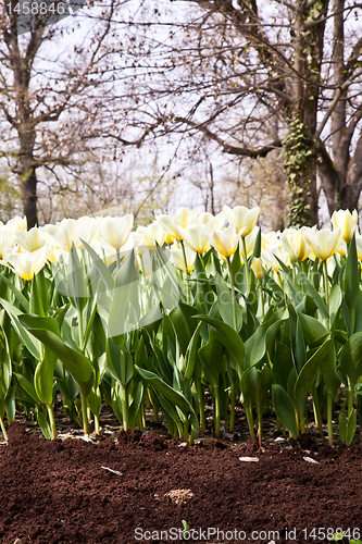Image of Tulips - Jaap Groot varieties