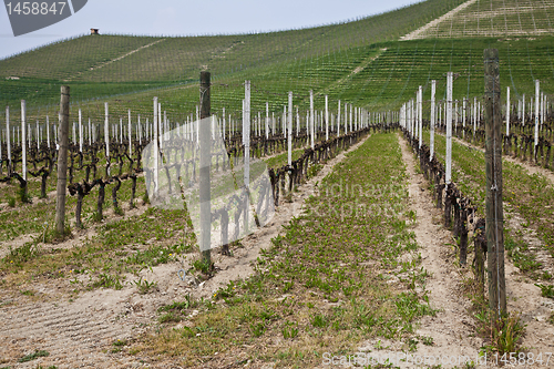 Image of Barbera vineyard - Italy