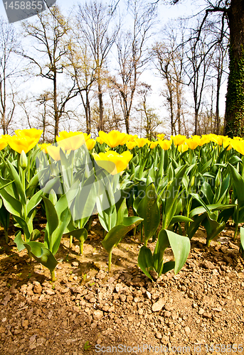 Image of Tulips - Golden varietie