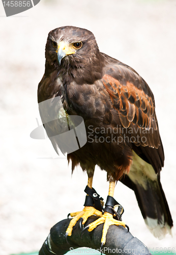 Image of Harrys Hawk