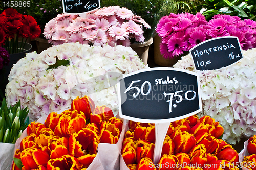 Image of Amsterdam flowers market