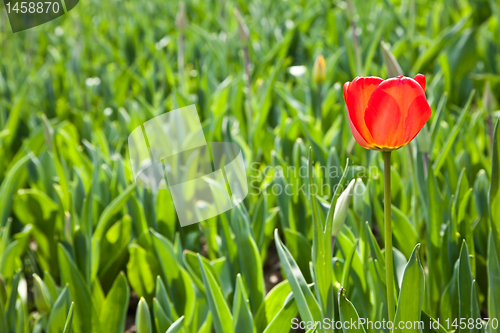 Image of Spring tulips impregnated by the sun