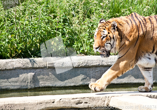 Image of Walking tiger (Panthera Tigris)