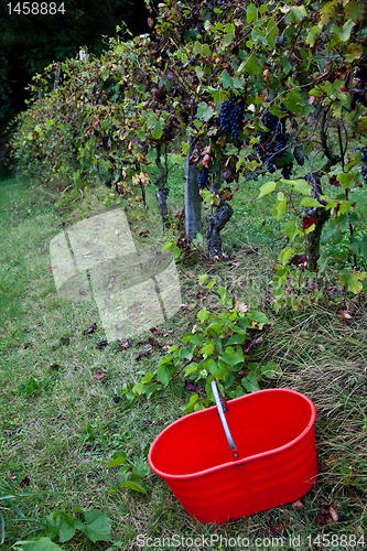 Image of Viticulture