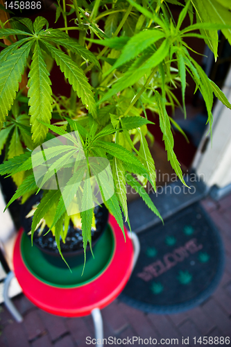 Image of Marijuana plant