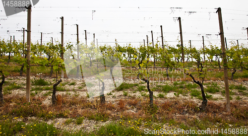 Image of Barbera vineyard - Italy