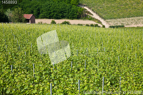 Image of Barbera vineyard - Italy