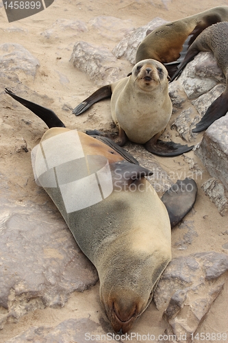 Image of Brown Fur Seals (Arctocephalus pusillus) on Cape Cross, Namibia, Africa