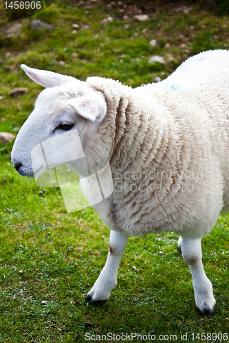 Image of Sheep on green