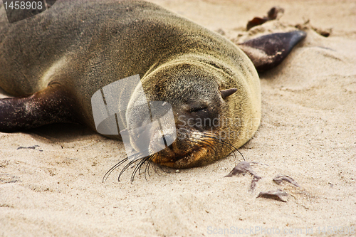 Image of Brown Fur Seal (Arctocephalus pusillus)