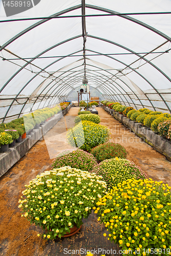 Image of Greenhouse 
