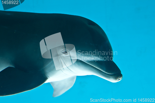 Image of Dolphin portrait