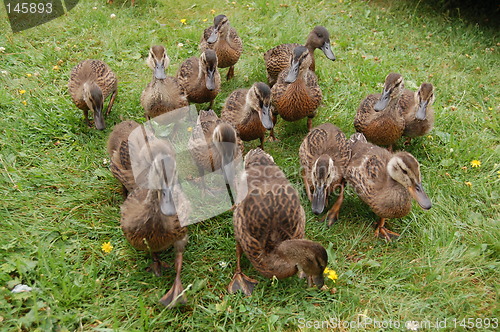 Image of Ducks