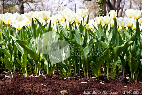 Image of Tulips - Jaap Groot varieties