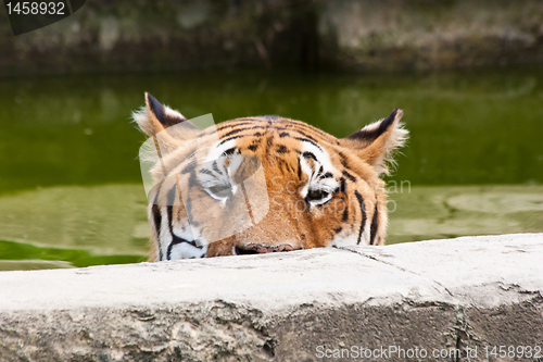 Image of Danger: hungry tiger