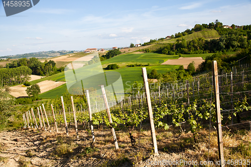 Image of Italian vineyard: Monferrato