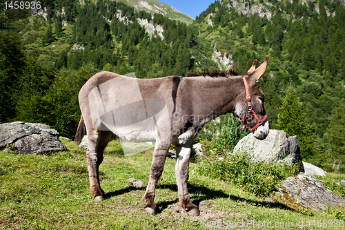 Image of Donkey on Italian Alps