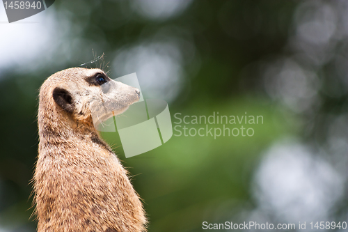 Image of Suricata suricatta