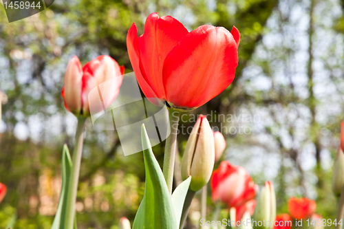 Image of Spring tulips impregnated by the sun