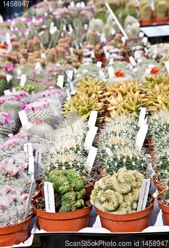 Image of Cactus plant