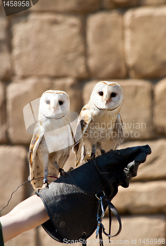 Image of Barn Owl (Tyto Alba)