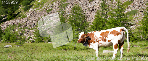 Image of Cows and Italian Alps