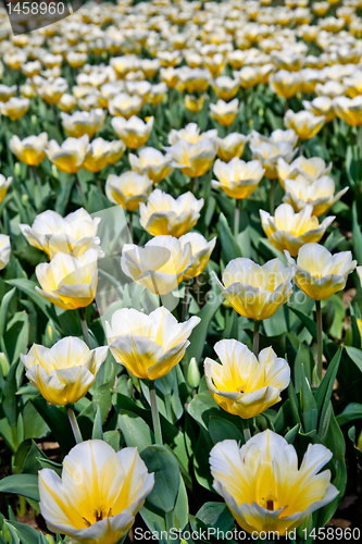 Image of Tulips - Jaap Groot varieties