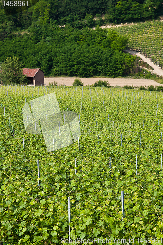 Image of Barbera vineyard - Italy