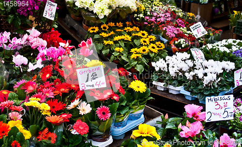 Image of Amsterdam flowers market