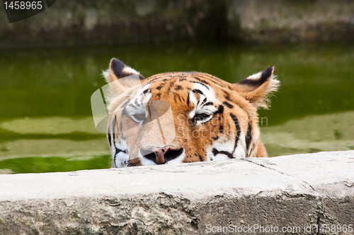 Image of Danger: hungry tiger