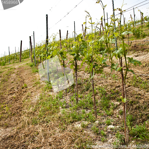 Image of Barbera vineyard - Italy