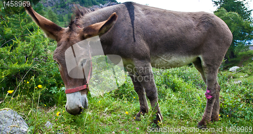 Image of Donkey on Italian Alps