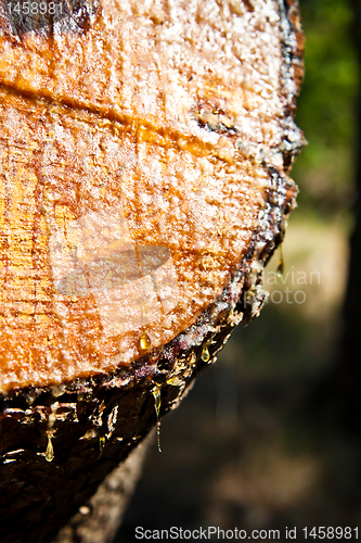 Image of Resin close up