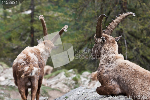 Image of Capra Ibex - Italian Alps